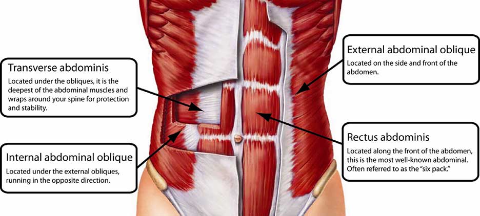 Core Exercises for Cycling - Anatomy