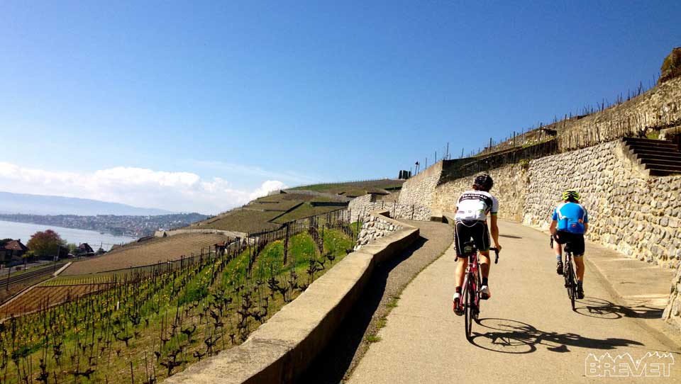 Lavaux Vineyards