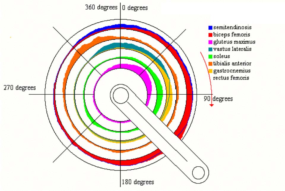 Cycling Recovery Muscle Groups